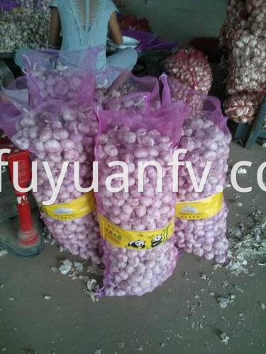  fresh garlic to Sri lanka 